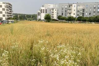 To lubelskie pole było słynne na całą Polskę! Co tu rośnie zamiast konopi? Zobacz