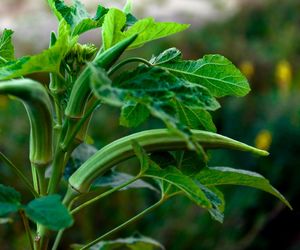 Okra (piżmian jadalny)