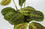Maranta