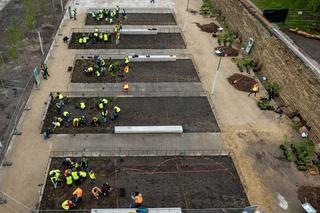 Pierwszy las Miyawakiego w Warszawie