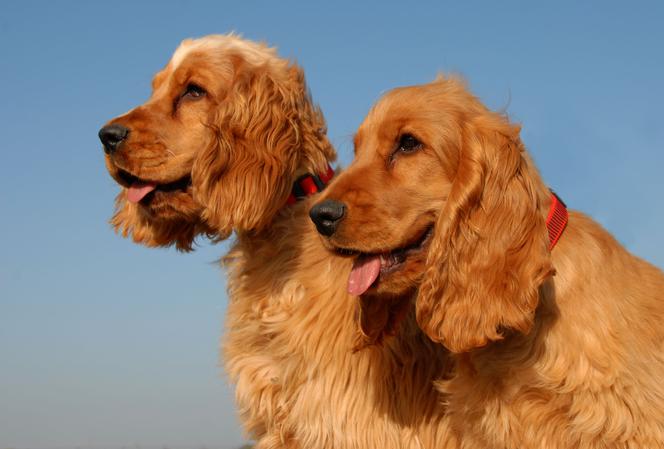 Angielski cocker spaniel