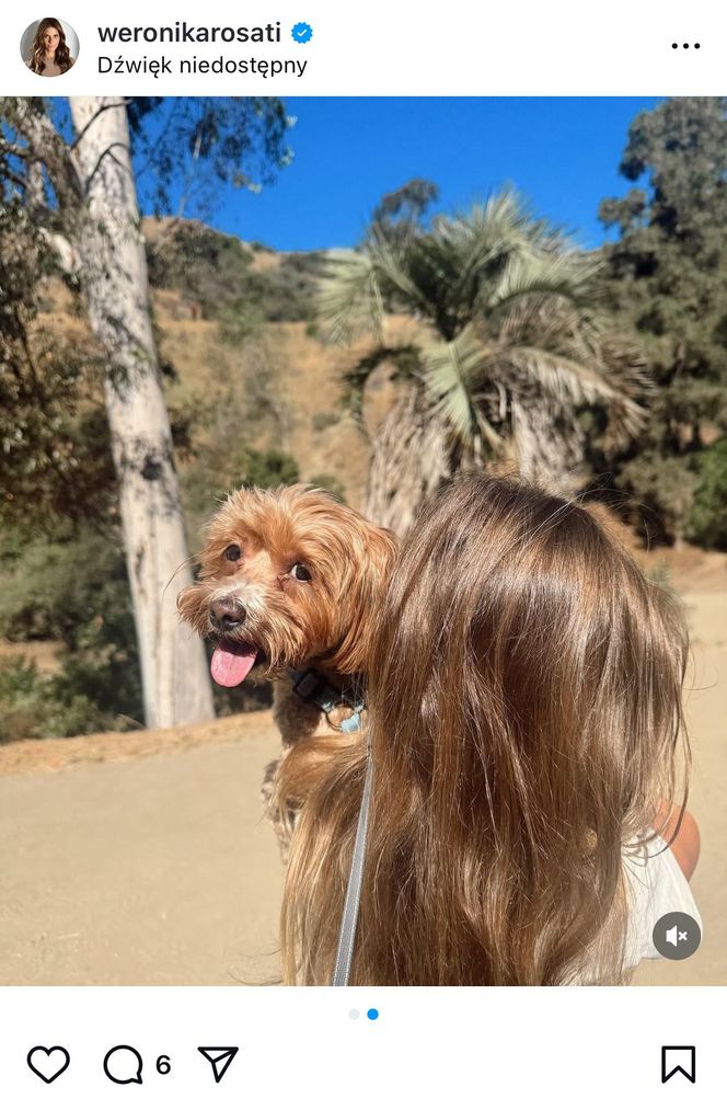 Te psy skradły serca gwiazd! Niektóre wyglądają jak z bajk