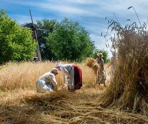 Na lubelskim skansenie w niedzielę zaczną się żniwa 