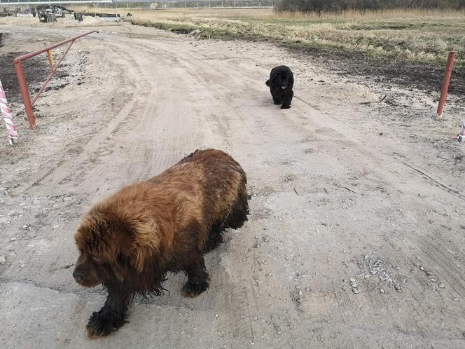 Dwa psy utknęły w rowie melioracyjnym! Uratowali je strażacy [ZDJĘCIA]