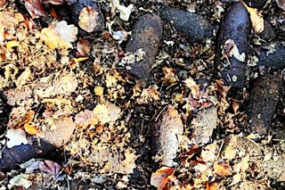 Kilkadziesiąt niewybuchów w iławskim lesie