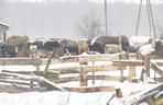 Stado krów w lubelskiej wsi stoi pod gołym niebem. Tyle lat tak żyły i nic im nie było