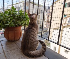 Siatka na balkon dla kota - rodzaje