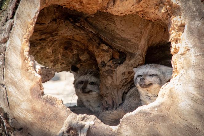 ALE CUDAK! Nowy mieszkaniec Śląskiego Ogrodu Zoologicznego [ZDJĘCIA]