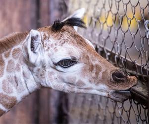 Mała żyrafa w zoo we Wrocławiu. Zobacz, jak poradziła sobie na swojej pierwszej sesji. Prawdziwy słodziak! 