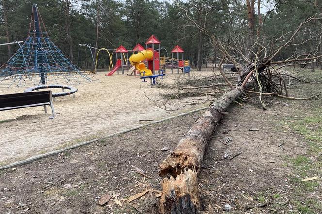 Niepokojące zdarzenie w Toruniu. Drzewo runęło na plac zabaw