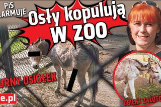PiS alarmuje Osły kopulują w zoo