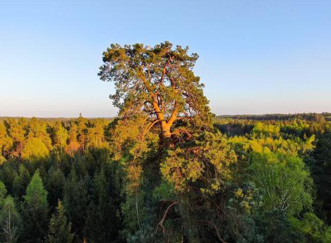 Gruba Kaśka walczy o wygraną. Po 300 latach może zostać Drzewem Roku 2020 [FOTO]