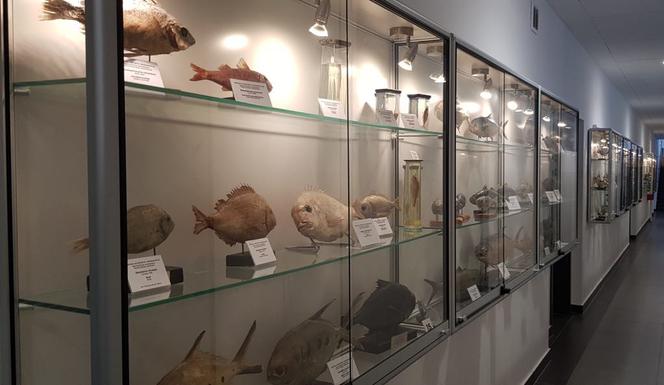 W Szczecinie powstało wyjątkowe muzeum ichtiologiczne