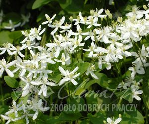Powojniki - szkółka Clematis