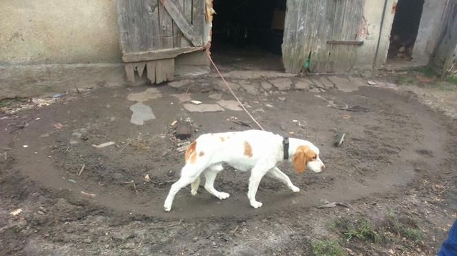 Jak przekazać 1 proc. podatku ? Towarzystwo Opieki nad Zwierzętami prosi o pomoc