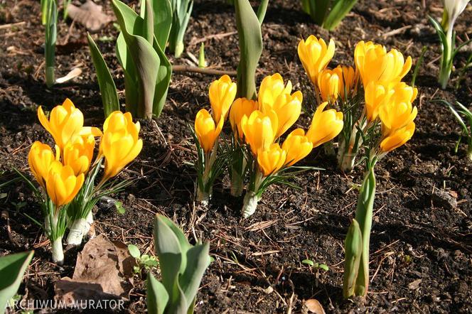 Krokus