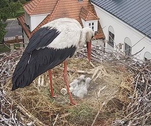 Przygodzice. Bociania rodzina się powiększa