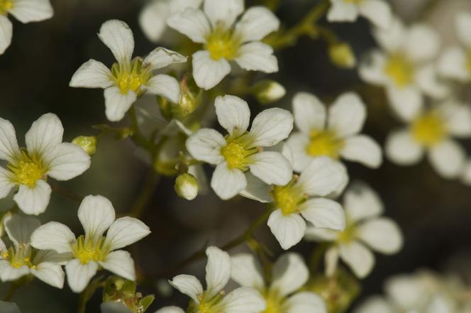 Skalnica gronkowa - Saxifraga paniculata