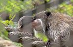 Tamaryna cesarska przyszła na świat w gdańskim zoo