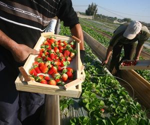 Grupy producentów rolnych to szansa na lepsze ceny 