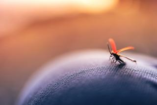 To największa epidemia dengi w historii