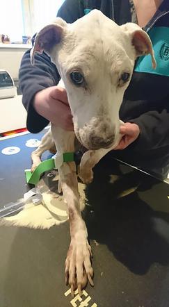 Łódź. Głodziła psa, bo robiła sobie paznokcie