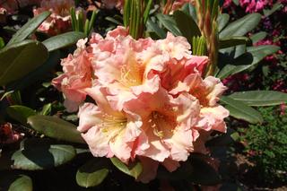 Różanecznik wielkokwiatowy 'Flautando'