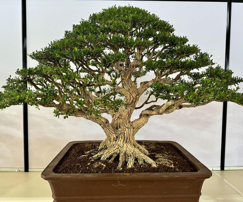 Drzewko bonsai