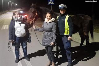 Wodzisław Śląski. Policjanci ruszyli na poszukiwania...konia. Biegał ulicami miasta