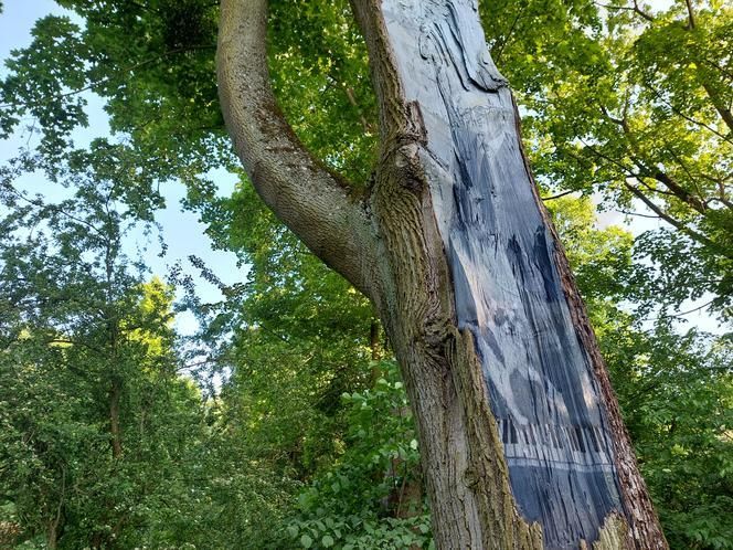 Połączenie sztuki i natury w Bydgoszczy. Malowidła powstały na pniach drzew 