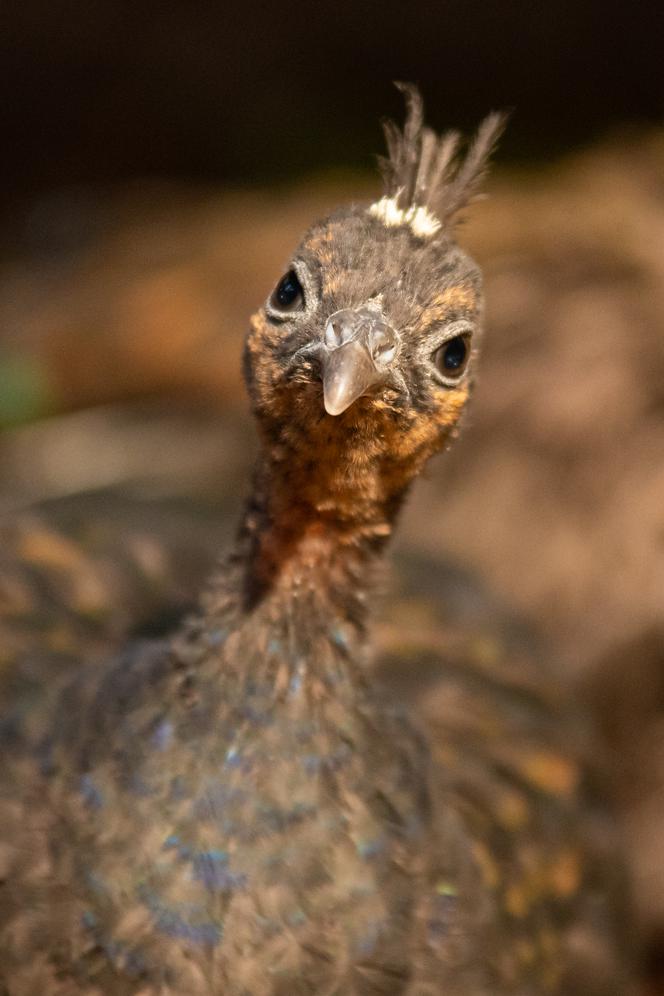 Paw Kongijski w Dżungli Kongo we wrocławskim zoo