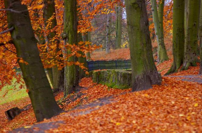 Park Oruński.