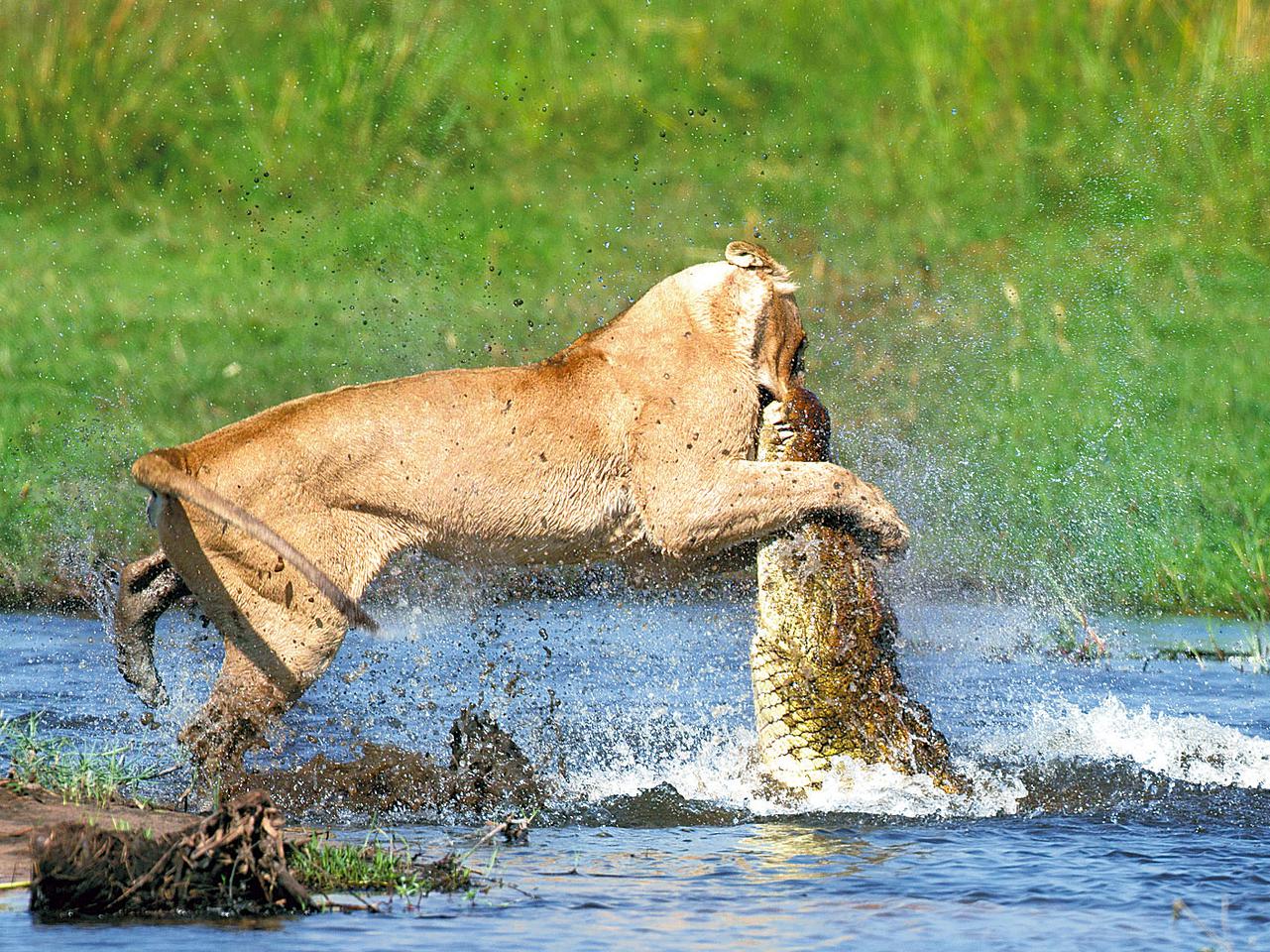 Схватки крокодилов. Нильский крокодил охота на Львов.