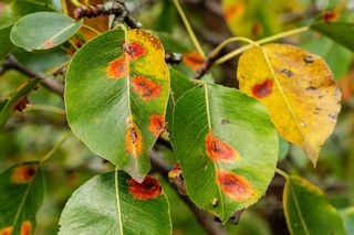 Czy można wrzucić na kompost liście gruszy porażone rdzą? Odpowiada ekspert