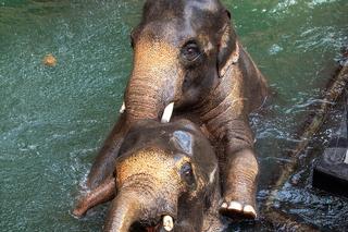 Urodziny Łodzi w Orientarium