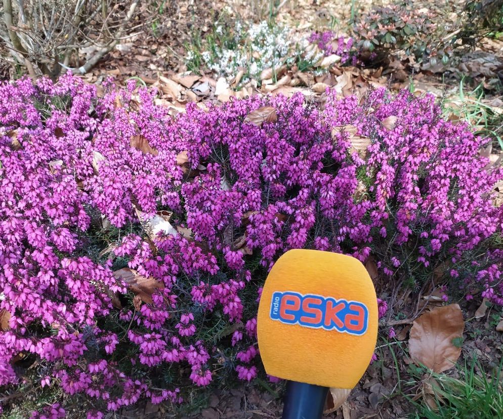 Wiosna w Arboretum Kórnickim