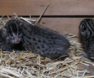 Taraje z Ogrodu Zoobotanicznego w Toruniu