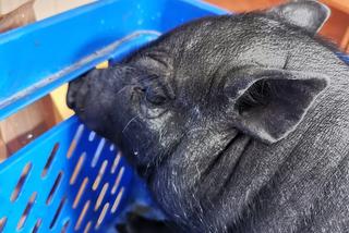 Prosiaczek porzucony w oknie życia Krakowskiego Towarzystwa Opieki nad Zwierzętami. Takiego gościa jeszcze nie mieliśmy