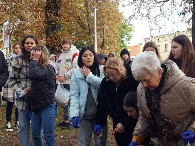 Nie tylko żonkile. Tysiące cebulek kwiatowych posadzono dziś na Polu Nadziei w Lesznie