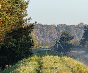 Najpiękniejsze lasy w Polsce na jesienne spacery. Gdzie warto pojechać, zanim opadną liście?