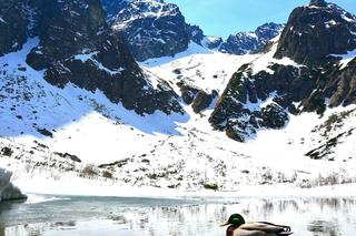 Szklane góry w Tatrach. Przyrodnicy z TPN ostrzegają turystów przed niebezpiecznym zjawiskiem 