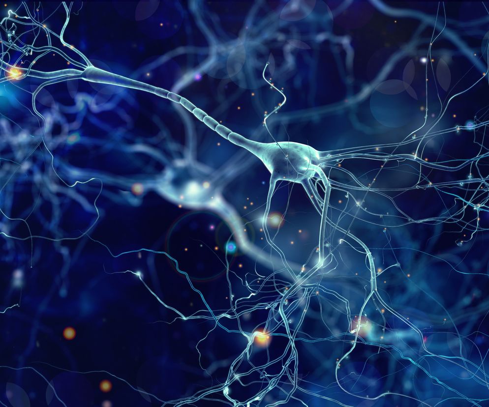 Ośrodkowy układ nerwowy (OUN): budowa i funkcje