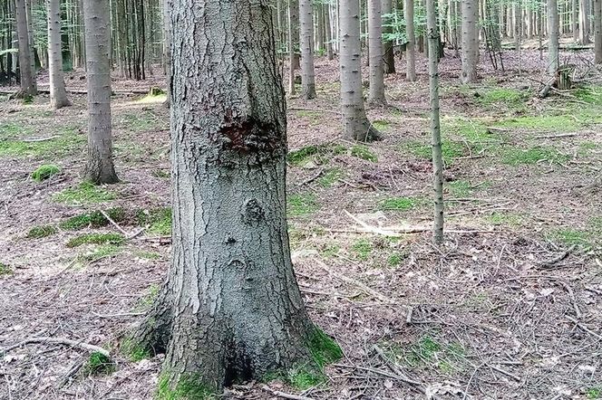 Pod Kielcami powstanie nowy rezerwat przyrody