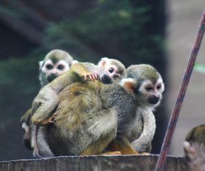 Cud narodzin w Warszawskim ZOO. Rozkoszne sajmirki podbijają wybieg