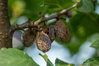 Brunatna zgnilizna drzew pestkowych [Porada eksperta]