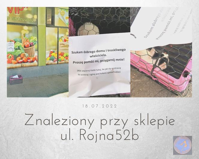 Kociak porzucony pod sklepem 