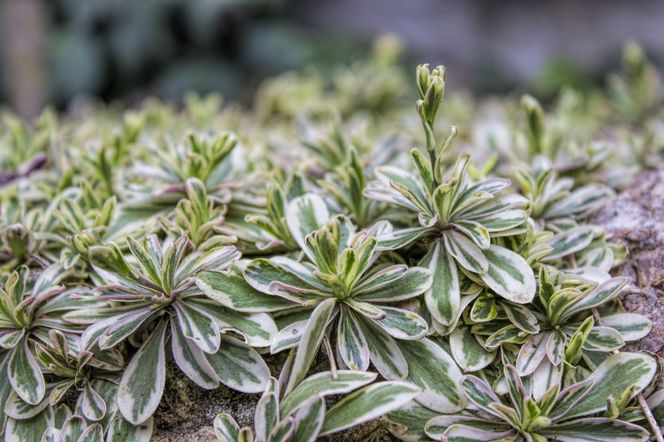 Gęsiówka kaukaska 'Variegata'