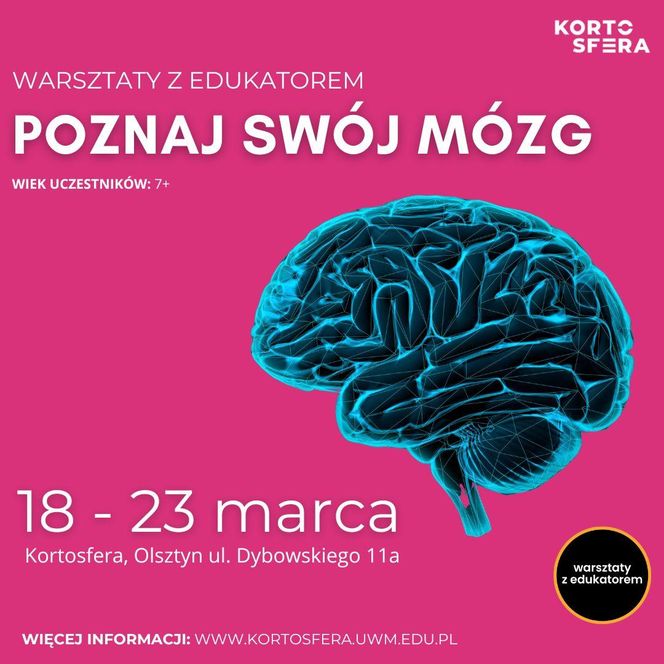 Poznaj swój mózg - Laboratorium wiedzy w Kortosferze