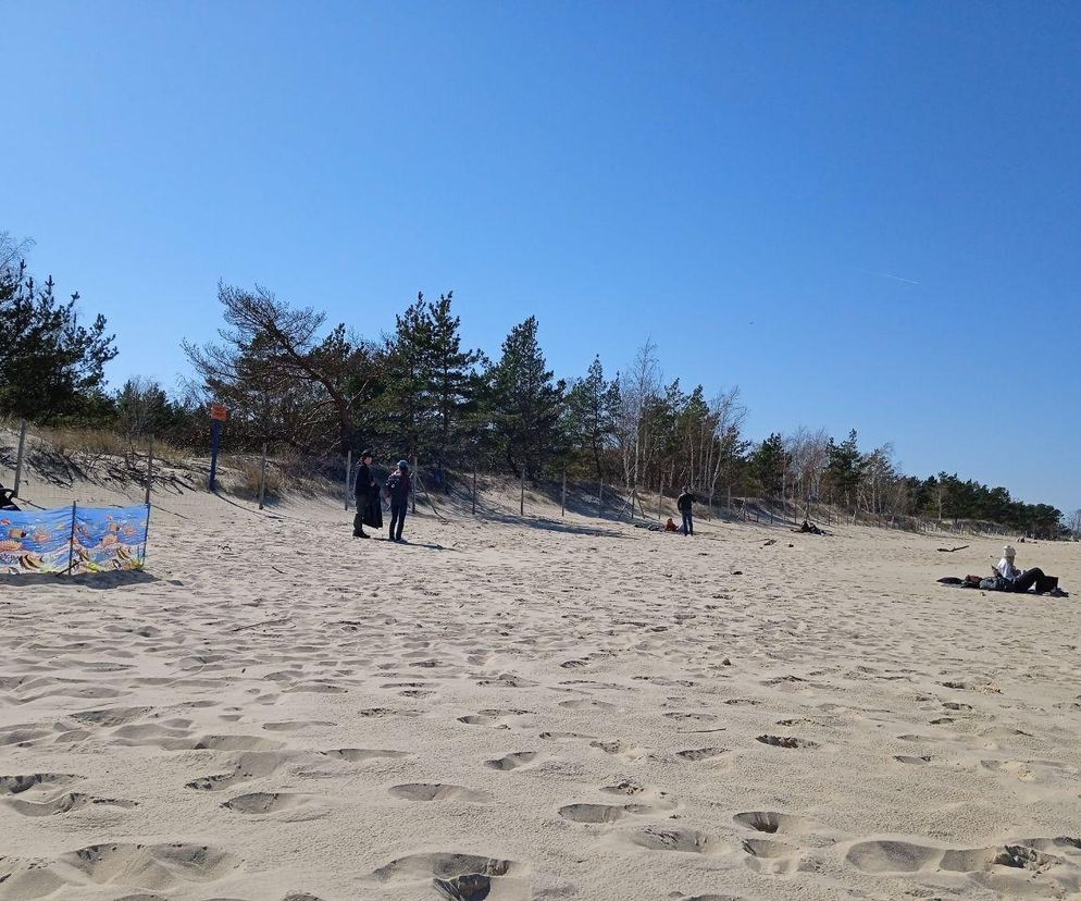 Zakaz psów na trójmiejskich plażach aż do września. Teraz wejdziesz tylko na niektóre z nich