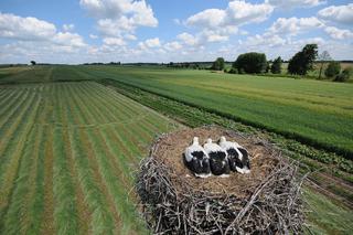 Symbol wiosny - bocian [ZDJĘCIE DNIA]